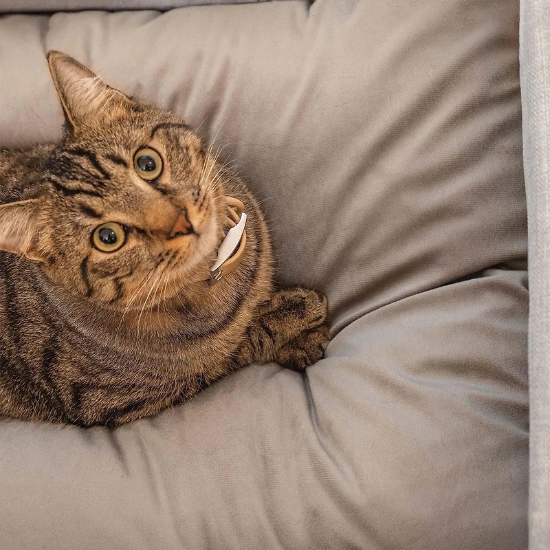 Instachew KUMO Pet Bed