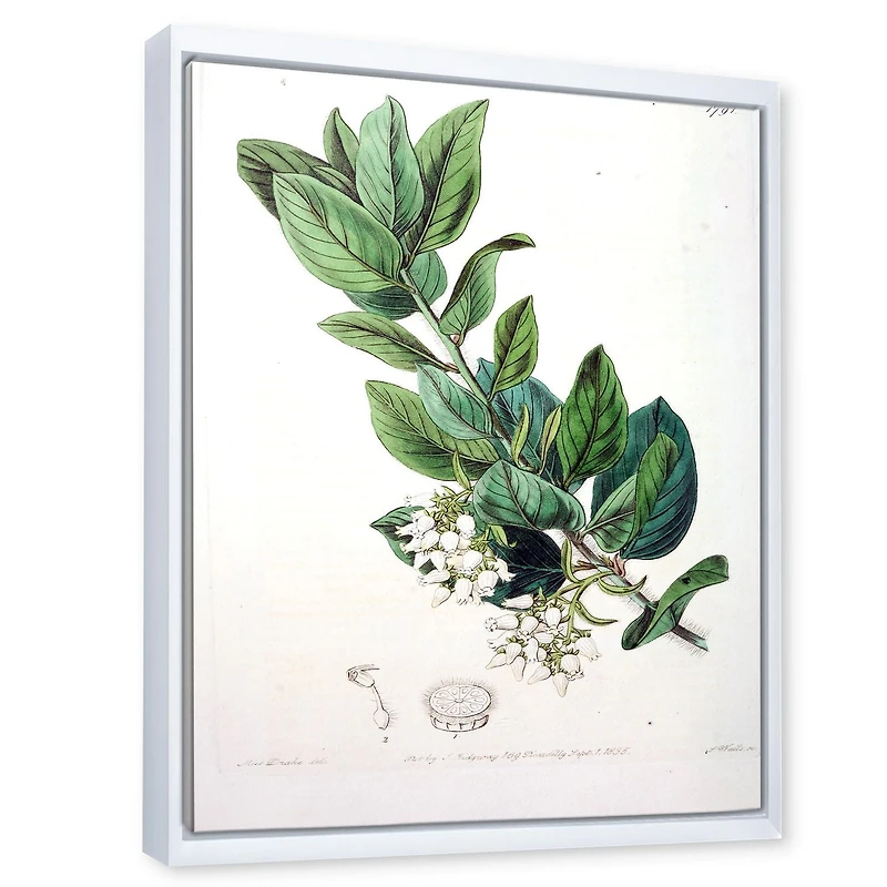 Designart Vintage Botanicals XX FLOAT FRAME WALL ART