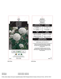 2 Gallon Hortensia arbustif Annabelle