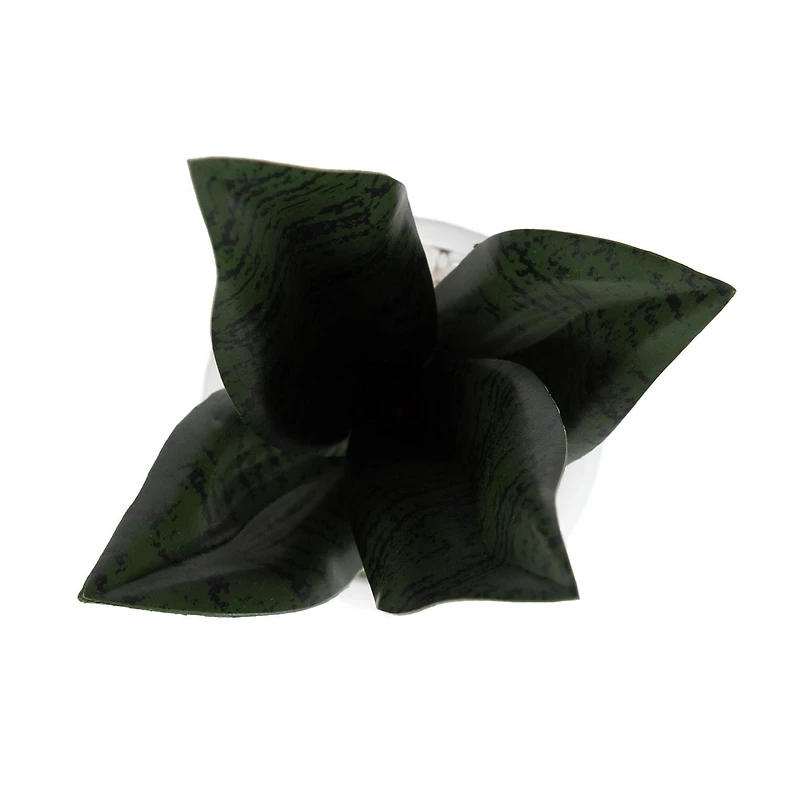 Plante serpent Kotera en pot ceramique