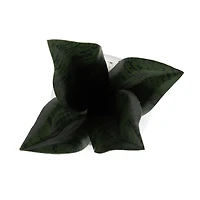Plante serpent Kotera en pot ceramique