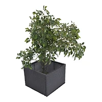 Canadian Spa Co. Jardinière Droite - Mobilier Entourant pour Spa Carré