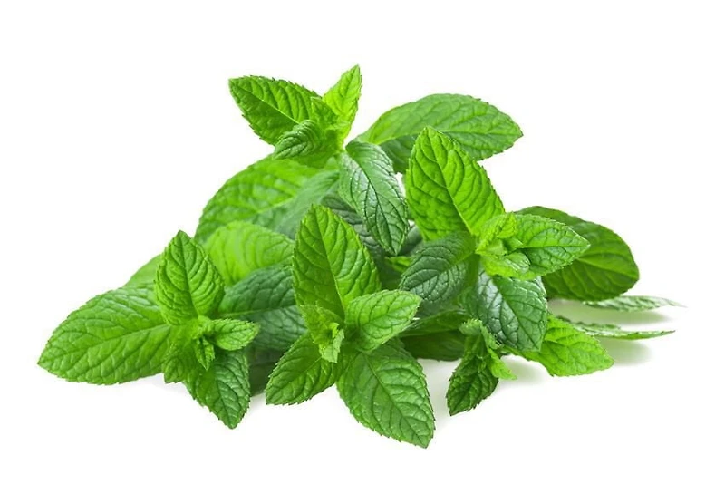 Graines de the a la menthe