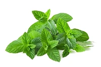 Graines de the a la menthe