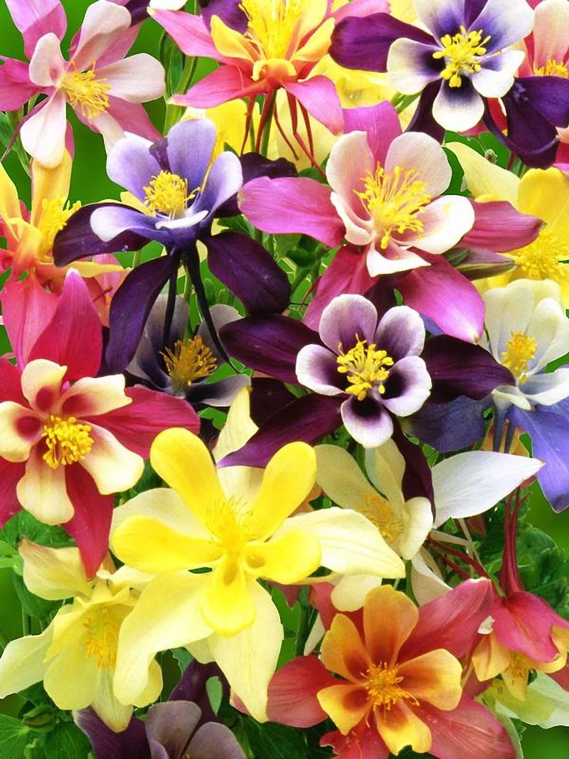 Burpee Harlequin Mixed Colours Columbine, Plant Seeds for Home Garden