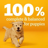 Nourriture humide pour chiens PEDIGREE Chiot Bouchées en sauce avec bœuf, sachet de 100 g