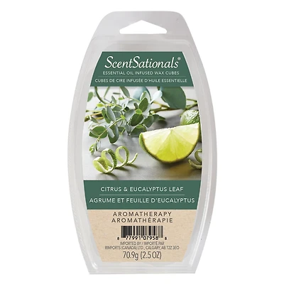Cubes de cire parfumée ScentSationals - Agrume et Feuille d'Eucalyptus