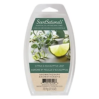 ScentSationals Scented Essential Oil Wax Cubes - Citrus & Eucalyptus Leaf