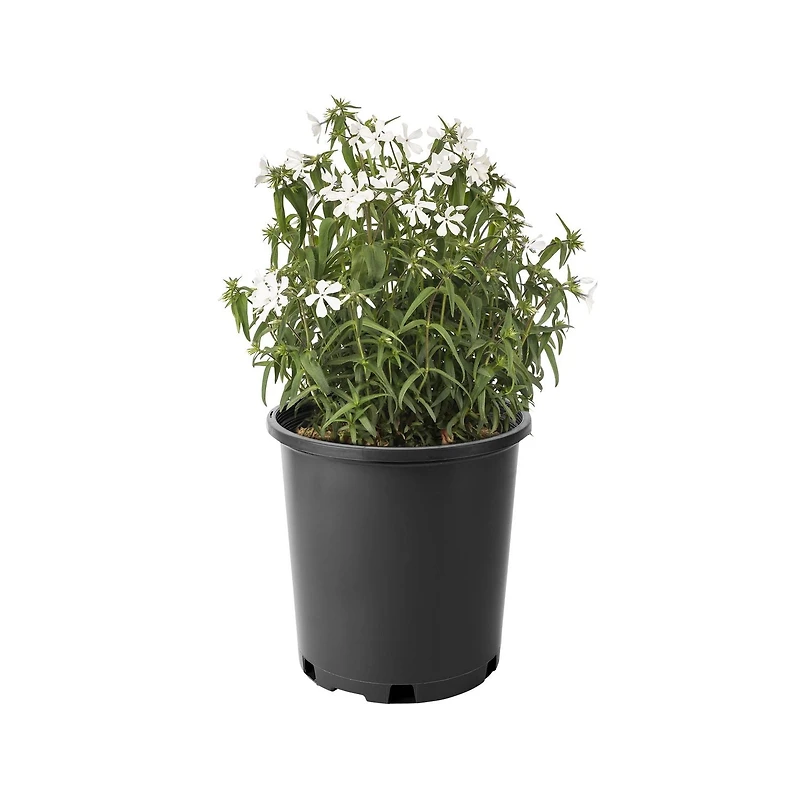 2 Gallon (7.5L) May Breeze Phlox