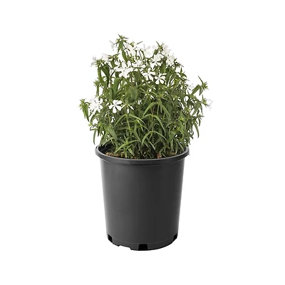 Phlox May Breeze, pot de 7,5 L (2 gal)
