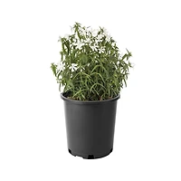 2 Gallon (7.5L) May Breeze Phlox