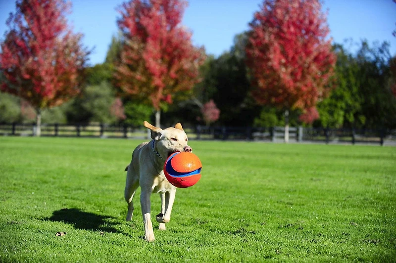 Chuckit! Large Kick Fetch Ball Dog Toy, 8" Large Kick Ball
