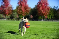 Chuckit! Large Kick Fetch Ball Dog Toy, 8" Large Kick Ball