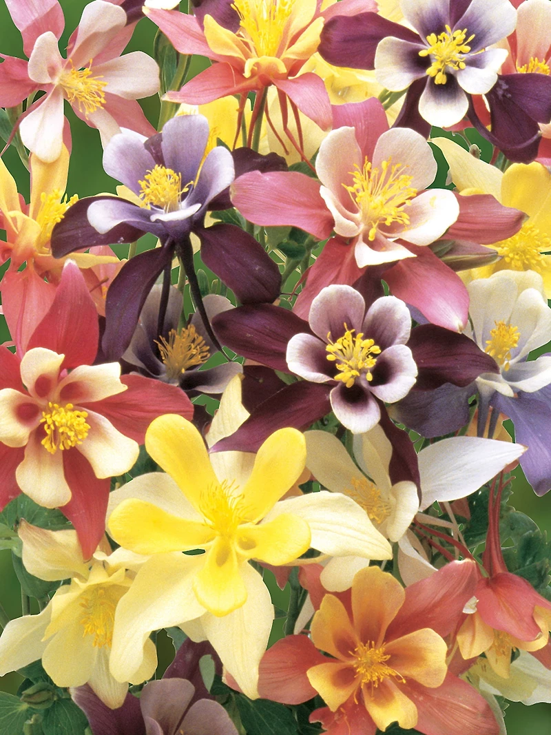 Burpee Harlequin Mixed Colours Columbine, Plant Seeds for Home Garden