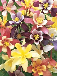 Burpee Harlequin Mixed Colours Columbine, Plant Seeds for Home Garden