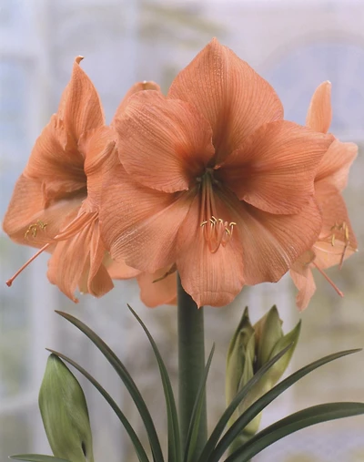 TASC FLOWER BULBS - AMARYLLIS RILONA- 1 BULB