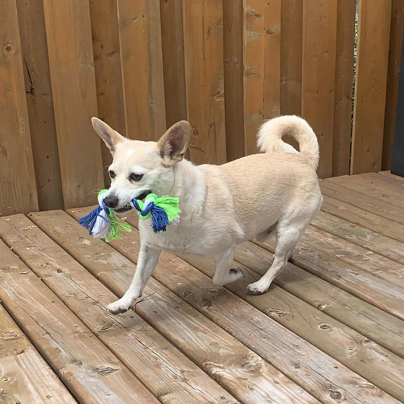 Dogit Knotted Rope Dog Toy, Multicoloured Rope Bone, Small