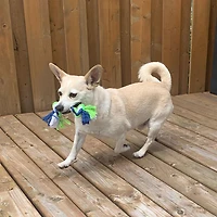 Dogit Knotted Rope Dog Toy, Multicoloured Rope Bone, Small