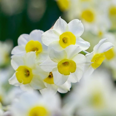 TASC Narcissus Flower Bulbs-Narcissus Tazetta Minnow (10 Bulbs)