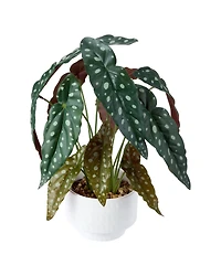 Anko Spotted Plant In Pot