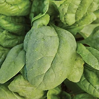 Burpee Organic Bloomsdale Long Standing Spinach, Plant Seeds for Home Garden