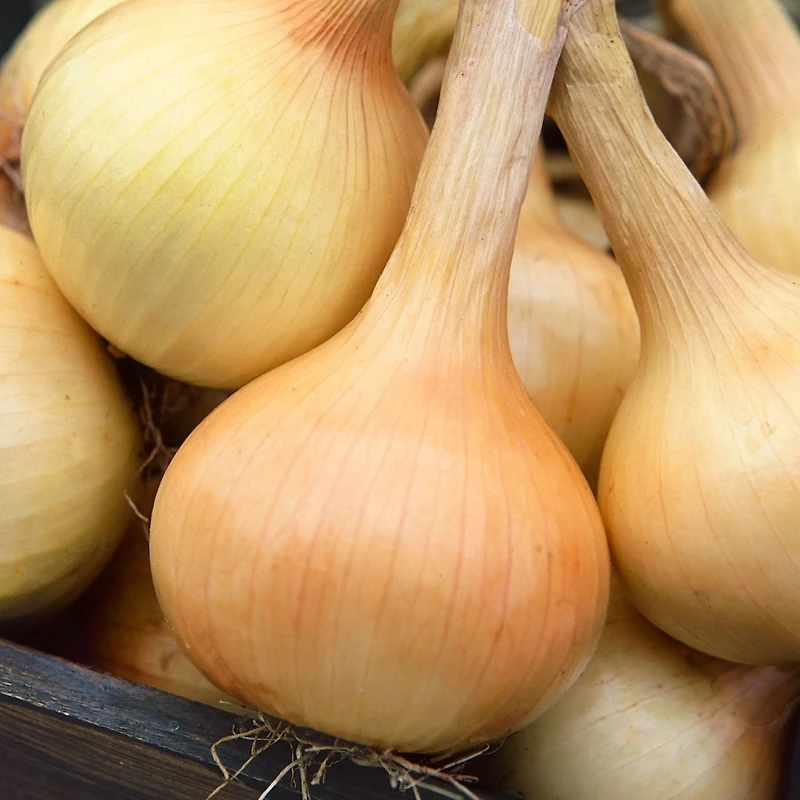 Burpee Walla Walla Onion, Plant Seeds for Home Garden