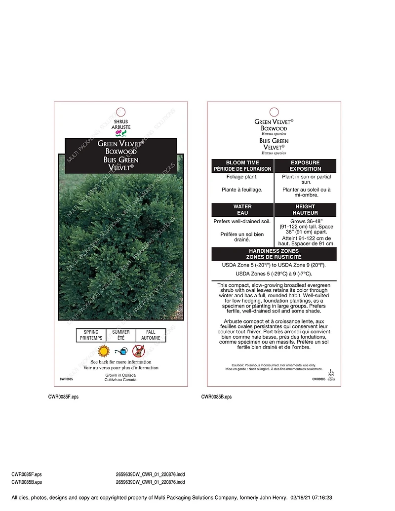 Buis commun (Buxus) conifère arbustif 2 gal