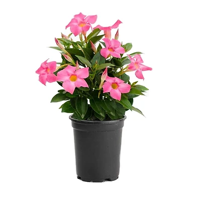 Rainbow 6in Mandevilla
