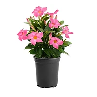 Rainbow 6in Mandevilla
