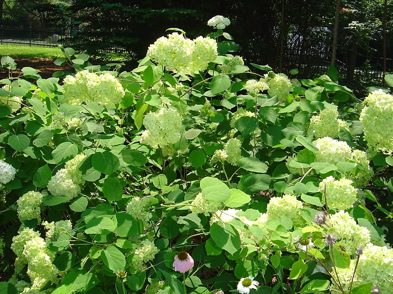 2 Gallon Hortensia arbustif Annabelle