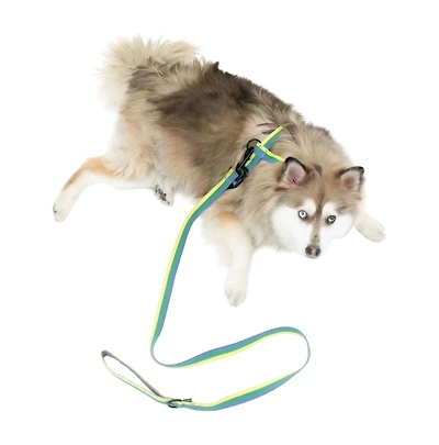 One Paw , Ensemble Harnais et Laisse pour Chien Lot de 3 avec Porte-Sacs à Excréments, Tailles Multiples, Bleu, Chiens