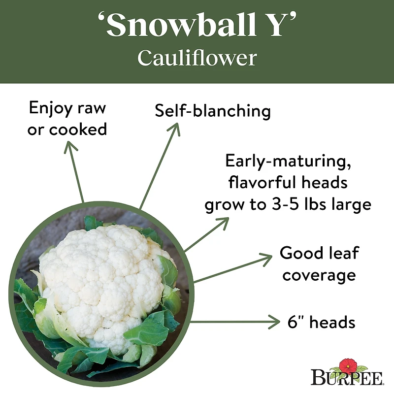 Burpee Snowball Y Cauliflower
