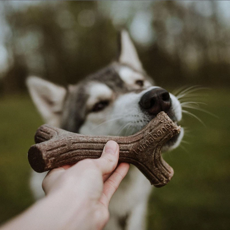Lumabone jouet à mâcher pour chiens en forme de bâton, petit