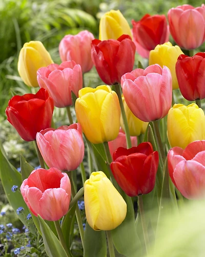 Tulip ‘Darwin Hybrid’ Assorted Flower Bulbs – Perennial Spring-Blooming Tulip Bulbs