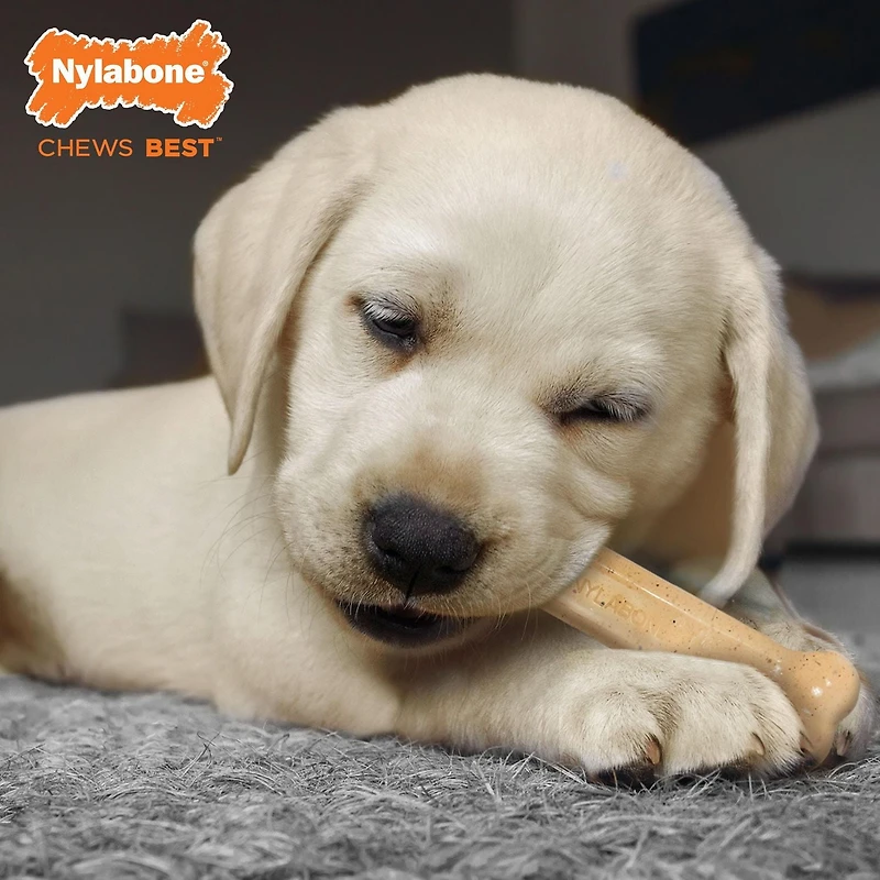 Nylabone Puppy Chew Combo Pack