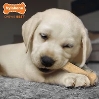 Nylabone Puppy Chew Combo Pack
