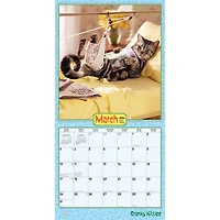 BrownTrout Avanti Cranky Kitties 2024 12x24 Inch Square Wall Calendar, 9781975466503