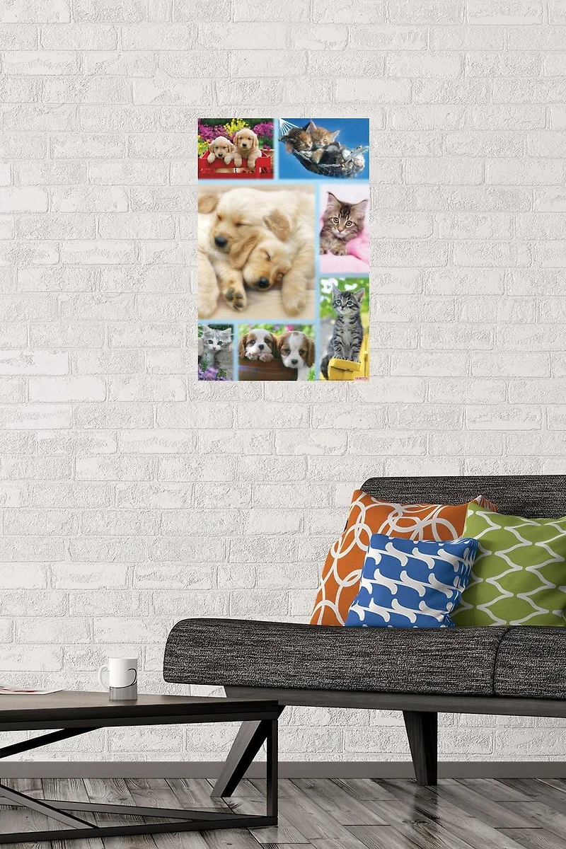 Keith Kimberlin - Collage de chiots et de chatons