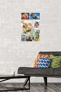 Keith Kimberlin - Collage de chiots et de chatons