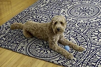 Outdoor Washable Ormond Ivory & Blue 5' x 7' Area Rug
