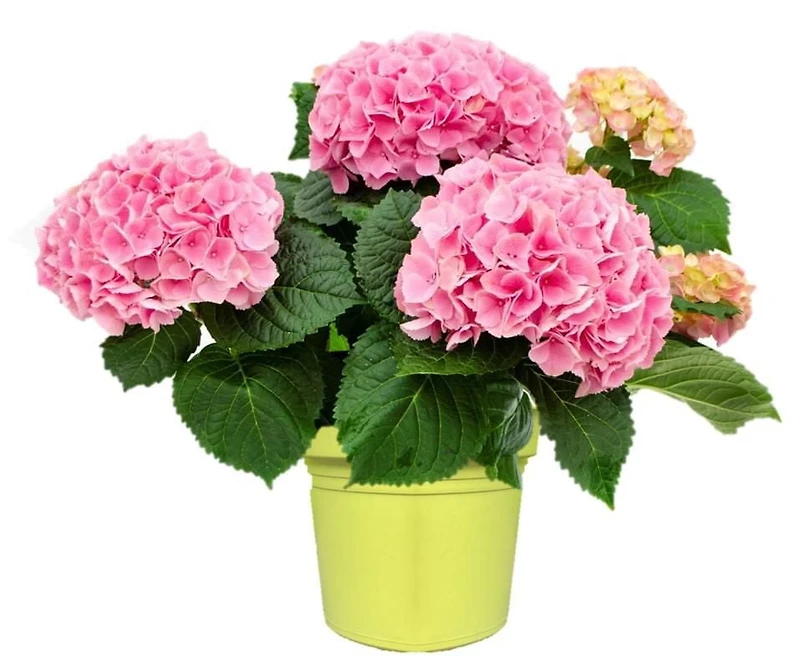 Summerhill Landscape Hydrangea 8 inch Planter