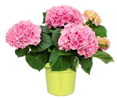 Summerhill Landscape Hydrangea 8 inch Planter