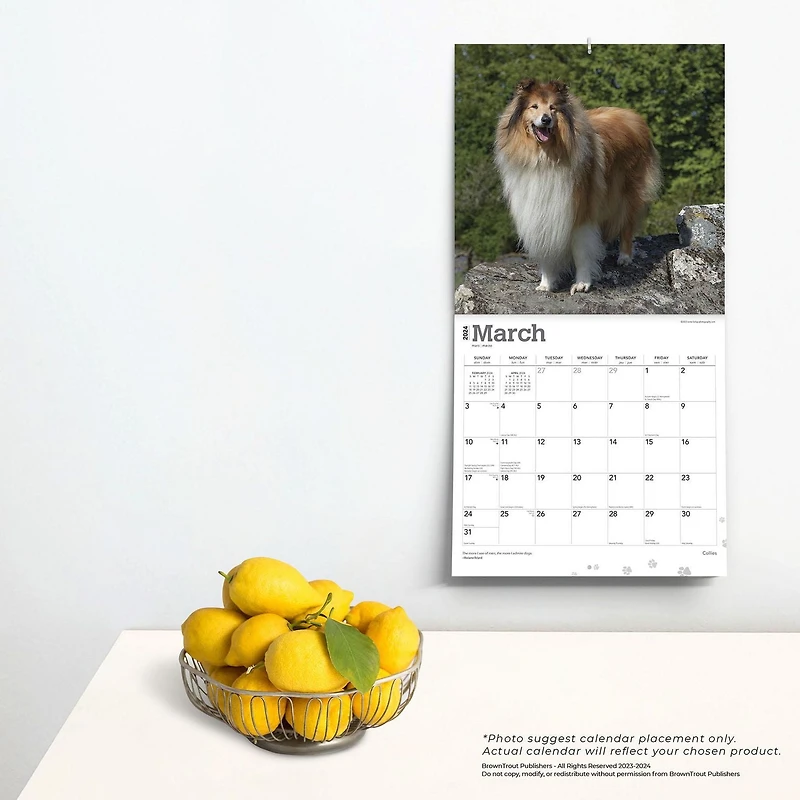 BrownTrout Collies 2024 12x24 Inch Square Wall Calendar, 9781975462406
