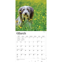 BrownTrout Bearded Collies 2024 12x24 Inch Square Wall Calendar, 9781975470654