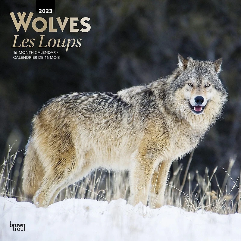 Wolves Les Loups 2023 Square BTCA