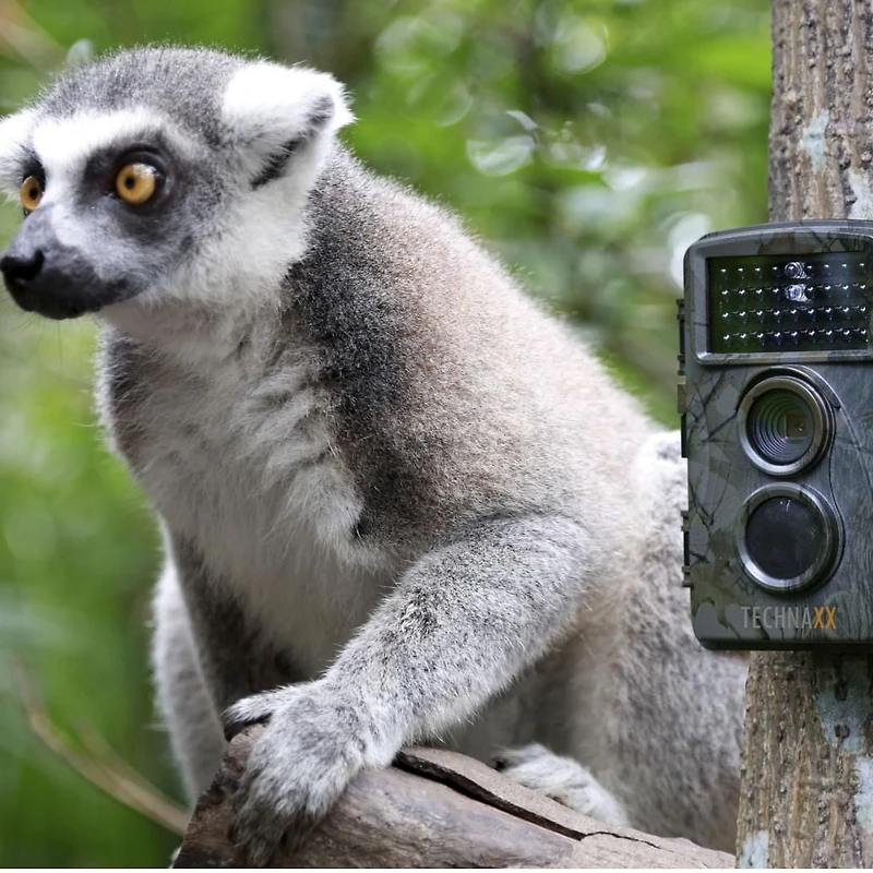Technaxx TX-69 Nature Wild Cam Caméra de surveillance de la faune et de la maison à piles - Vert
