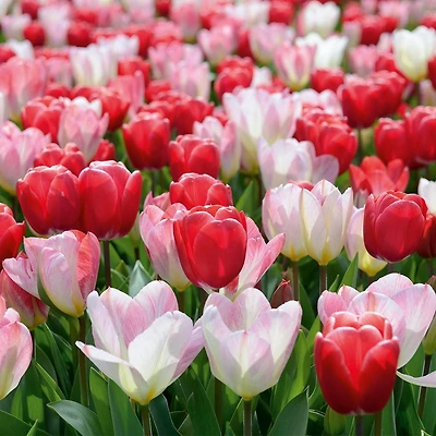 TASC Tulip Flower Bulbs-Fosteriana & Darwin Hybrid- Flaming Purissima & Van Eijk(20 Bulbs)