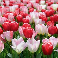 TASC Tulip Flower Bulbs-Fosteriana & Darwin Hybrid- Flaming Purissima & Van Eijk(20 Bulbs)