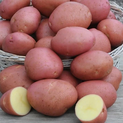 Potato Norland (2 KG), Good for roasting