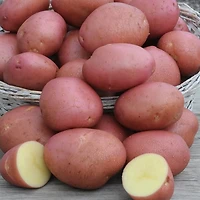 Potato Norland (2 KG), Good for roasting